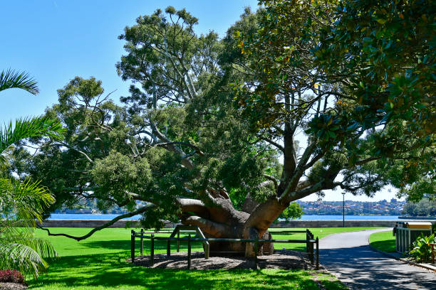 istock Australia, Sydney, Royal Botanic Garden, 1138182889