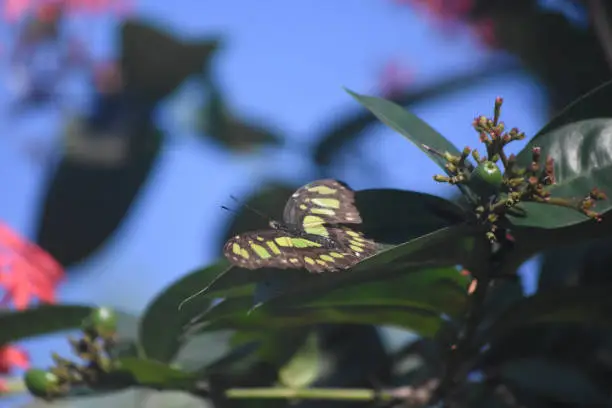 Aruba butterfly garden with a malachite butterfly.