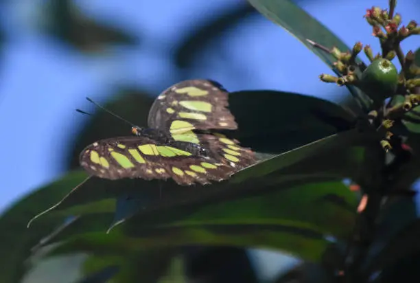 Garden butterfly with green and black wings in Aruba.
