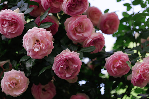 Small pink rose flowers in a grass field closeup