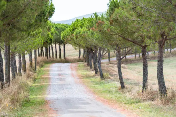 Dirt gravel road to villa house on farm landscape idyllic picturesque cypress trees lining path in Val D'Orcia countryside in Tuscany, Italy with rolling hills