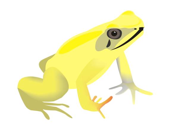 Golden poison frog (Phyllobates terribilis) Illustration of a golden poison frog (Phyllobates terribilis) dendrobatidae stock illustrations