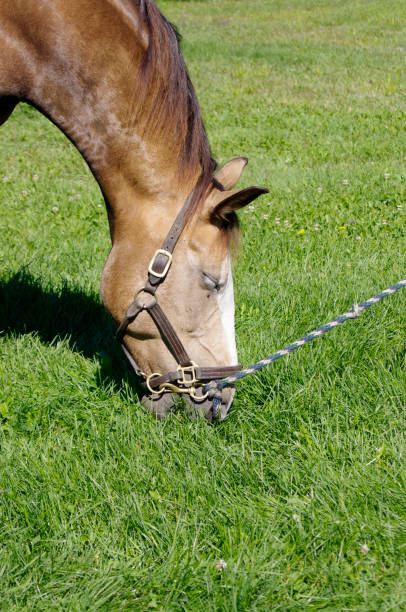 istock Brown horse eating grass 1138183933