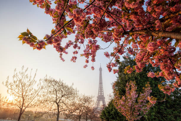 istock Eiffel Tower with spring trees in Paris, France 1138183992