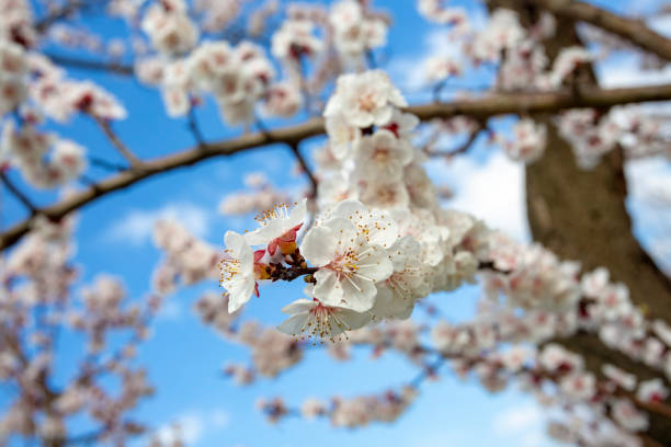istock Apricot tree flowers with soft focus. Spring white flowers on a tree branch. Apricot tree in bloom. 1138184004