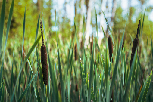 Vibrantly colored cattails swaying in the wind at the Viera wetlands in Florida. Brightly illuminated backlit grasses showing the closeup details of the grass as well as a blur to the grasses in the background. Copy space provided.