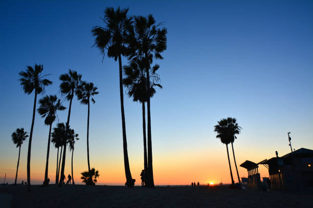 istock Palm trees at sunset on the Venice Beach, LA 1138184843