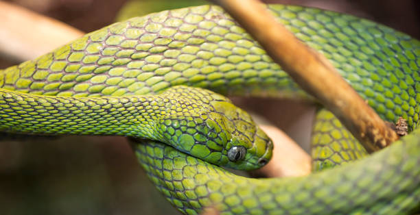 istock Green Cat-eyed snake. 1138185007