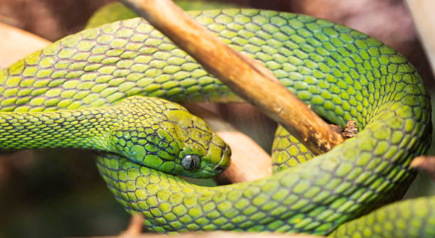 istock Green Cat-eyed snake. 1138185019