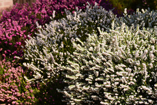 Winter blooming : multi colored cultivated Heather( Erica cinerea ) standing in an ornamental garden. Flowering subshrub.