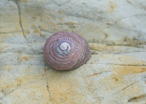 Pink intricate spiral pattern seashell on white rock