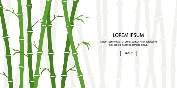 ilustrações de stock, clip art, desenhos animados e ícones de green bamboo background. asian forest set. china culture. traditional plant. beautiful template for header, banner, card or brochure. simple beautiful design. flat style vector illustration. - chinese culture china chinese ethnicity frame