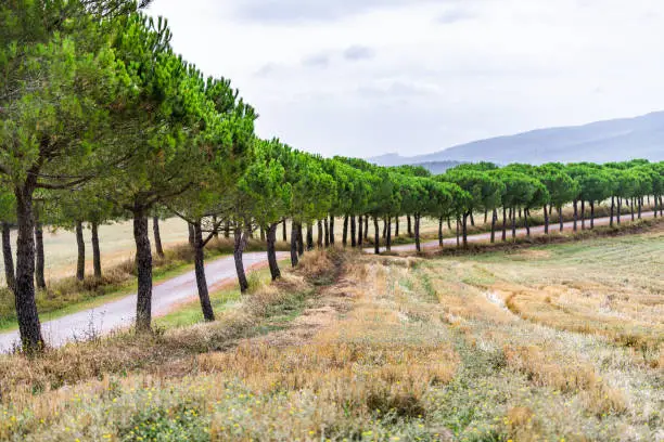 Dirt road to house on farm cypress trees lining path in Val D'Orcia countryside in Tuscany, Italy with rolling hills