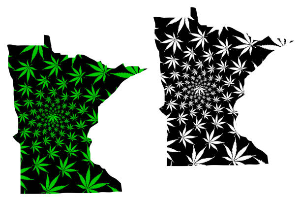 Minnesota - map is designed cannabis leaf Minnesota (United States of America, USA, U.S., US) -  map is designed cannabis leaf green and black, State of Minnesota map made of marijuana (marihuana,THC) foliage, weeding stock illustrations