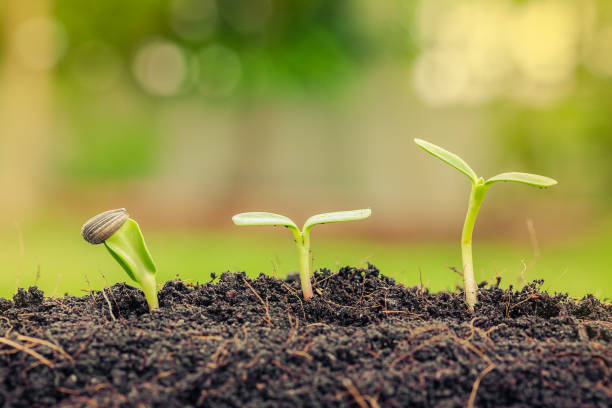 Agriculture farm with Plant seed growing concept