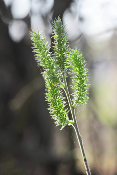 istock Male anemophilic tree flowers 1138189631