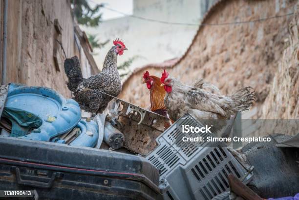 Hen And Chicken On Garbage In Town Of Madaba Jordan Middle East Stock Photo - Download Image Now