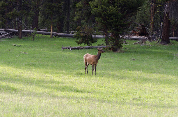 istock deer in Yellowstone National Park 1138190521