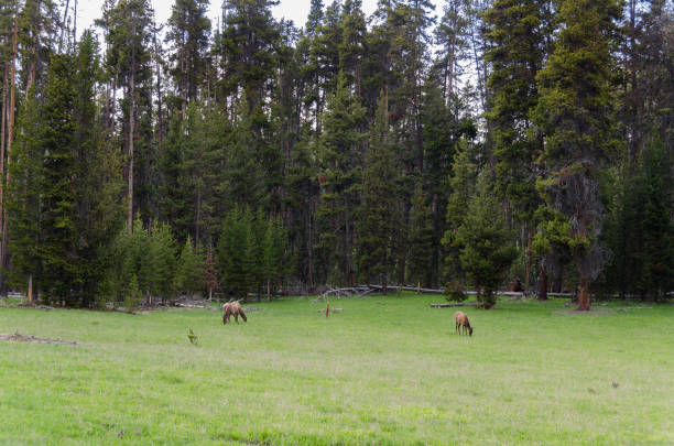 istock deer in Yellowstone National Park 1138190527