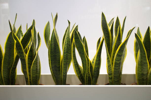 istock plants with green leaves in the office 1138191554