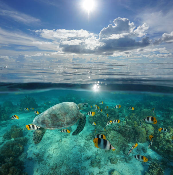 istock Over under sea tropical fish with turtle Pacific 1138191608