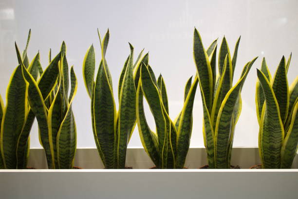 istock plants with green leaves in the office 1138191708