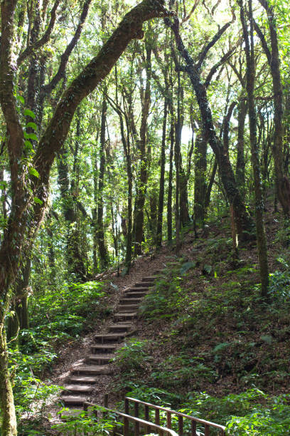 istock wooden stairs footpath in green forest 1138191732