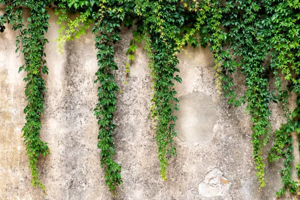 Photo of Tuscany, Italy with closeup of stone wall in Monticchiello small town village and creeping climbing green plant