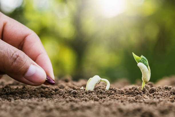 istock hand planting sprout in garden with sunshine 1138193372