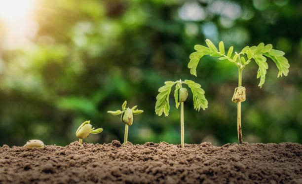 istock plant seeding growing step with sunrise with vintage tone filter 1138193373