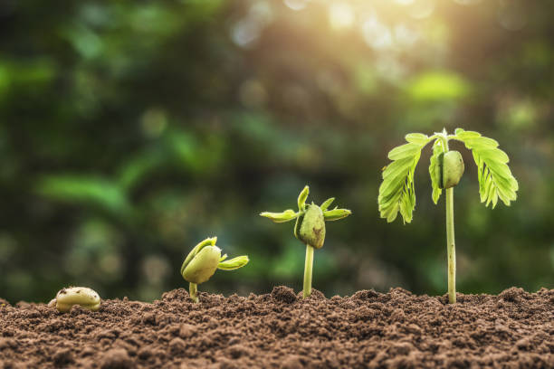 istock plant seeding growing step with sunrise with vintage tone filter 1138193374