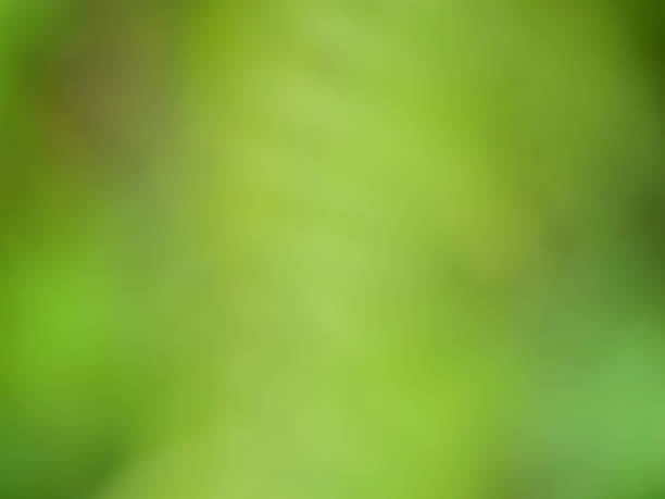 istock Natural green spring with sunlight bokeh background 1138194162