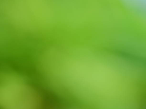istock Natural green spring with sunlight bokeh background 1138194205