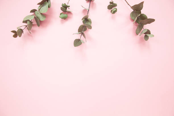 istock Eucalyptus branches on millennial pink background with copy space. Eucalyptus on upper edge. Minimalism flat lay. For lifestyle blog, book, article 1138194257