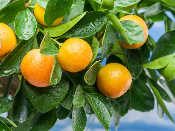 istock Ripe tangerine fruits on the tree. 1138194422