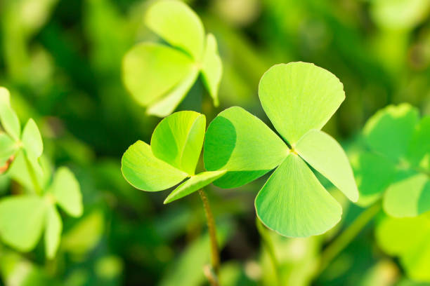 istock Clover Leaves for Green background with three-leaved shamrocks. 1138194564
