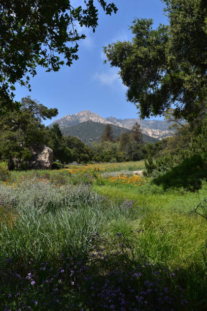 istock Stunning Meadow with Flowers in California 1138195247