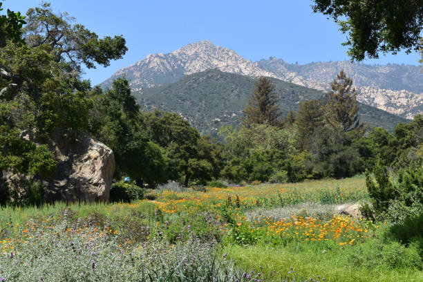 istock Stunning Meadow with Flowers in California 1138195321
