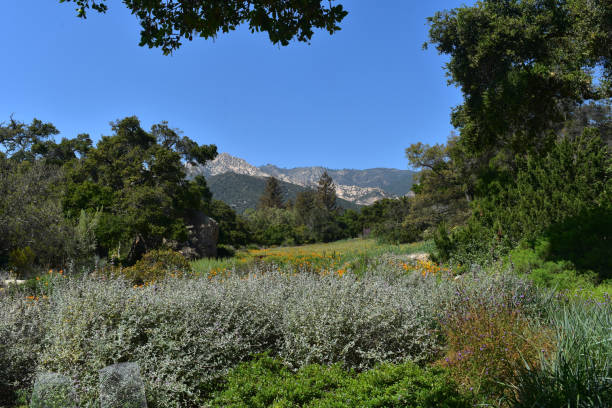 istock Stunning Meadow with Flowers in California 1138195526