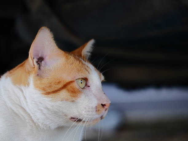 istock Close-up of Orange tabby cat sitting 1138195552