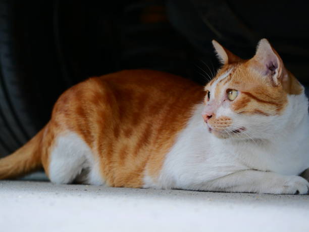 istock Stray Baby Cats pathetic 1138195559