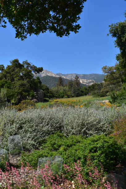 istock Stunning Meadow with Flowers in California 1138195562