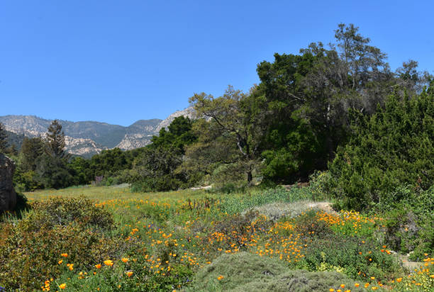 istock Stunning Meadow with Flowers in California 1138195569