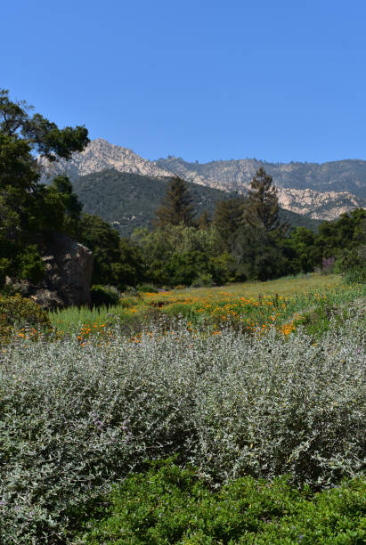 istock Stunning Meadow with Flowers in California 1138195578