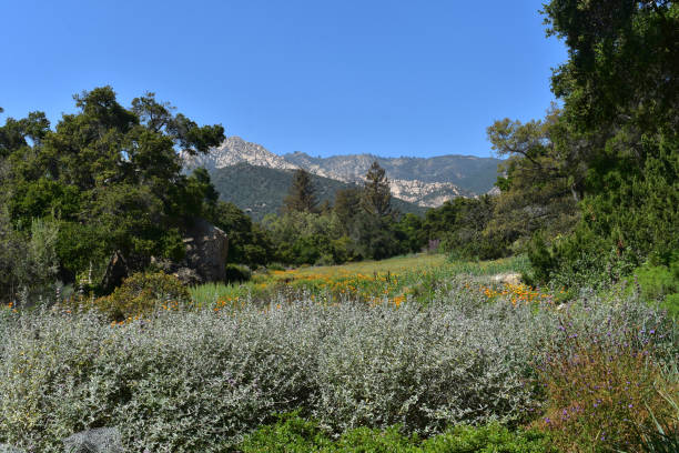 istock Stunning Meadow with Flowers in California 1138195626