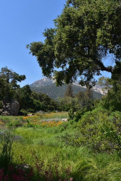 istock Stunning Meadow with Flowers in California 1138195629