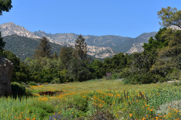 istock Stunning Meadow with Flowers in California 1138195655