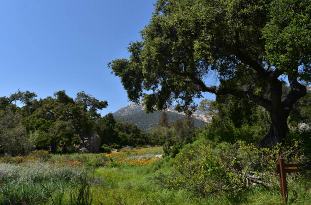 istock Stunning Meadow with Flowers in California 1138195751