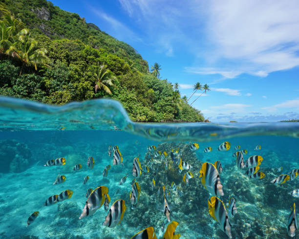 over under wild coast school of fish underwater - tropical fish saltwater fish butterflyfish fish imagens e fotografias de stock