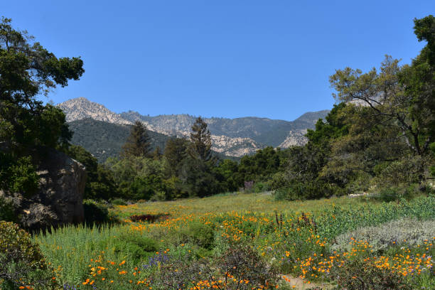 istock Stunning Meadow with Flowers in California 1138195788